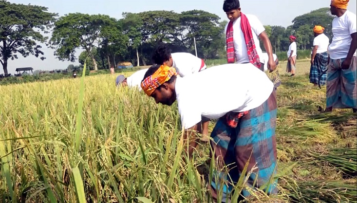 মেহেরপুরে কৃষকের ধান কেটে দিল স্বেচ্ছাসেবক লীগ
