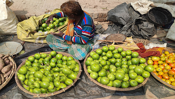 গাংনীতে বেগুনের সেঞ্চুরি!