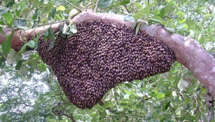 মেহেরপুরে মৌমাছির কামড়ে আহত-২০