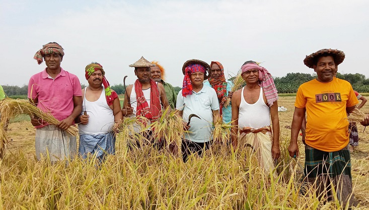 কৃষকের ধান কেটে ঘরে তুলে দিলো মেহেরপুর জেলা কৃষক লীগ