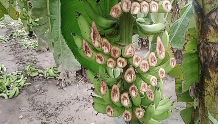 মেহেরপুরে কলার কান্দি কেটে তছরুপ করেছে দুর্বৃত্তরা