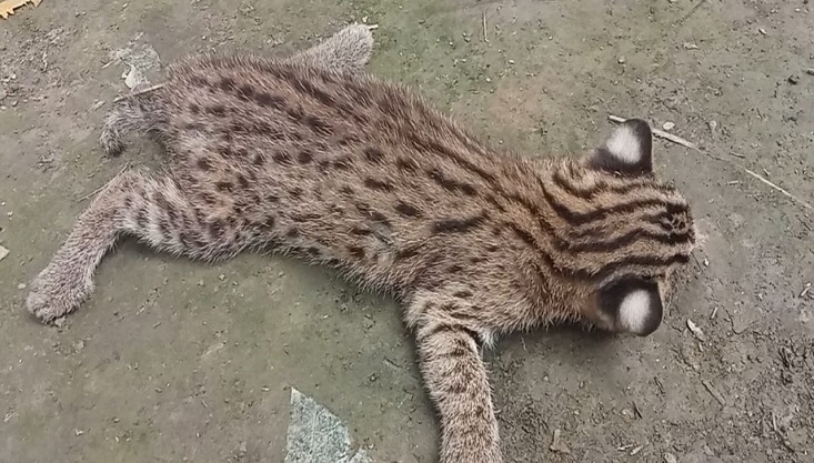 মেহেরপুরের বাঘডাসা পিটিয়ে হত্যা