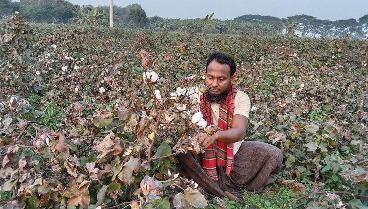 মেহেরপুরে তুলার বাম্পার ফলন, দাম বাড়ায় খুশি চাষী