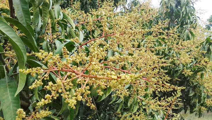 মেহেরপুরে গাছে গাছে সৌন্দর্য্য ছড়াচ্ছে আমের মুকুল
