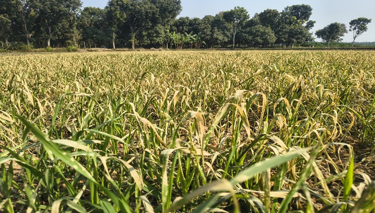 মেহেরপুর আগাছানশক বিষ দিয়ে গমের গাছ বিনষ্ট