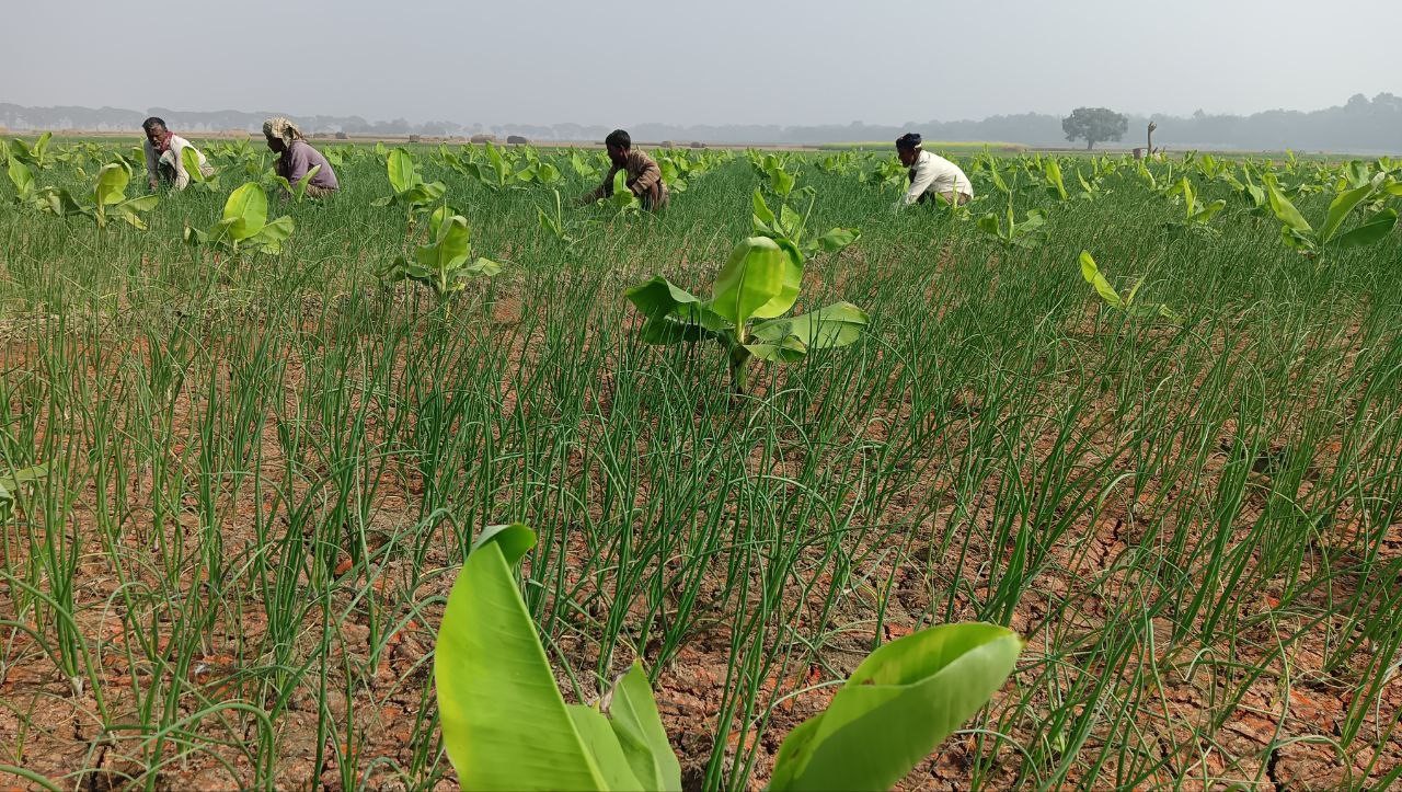 এক সাথে দুই ফসল চাষে লাভের আশা দেখছেন মুজিবনগরের চাষিরা