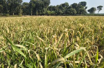 মেহেরপুর আগাছানশক বিষ দিয়ে গমের গাছ বিনষ্ট