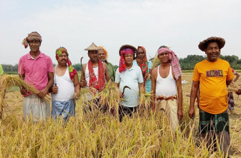 কৃষকের ধান কেটে ঘরে তুলে দিলো মেহেরপুর জেলা কৃষক লীগ