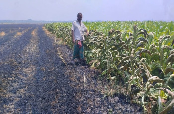 গাংনীতে আবারও ১৫ বিঘা গমসহ ২০ বিঘা জমির ফসল ভষ্মিভুত
