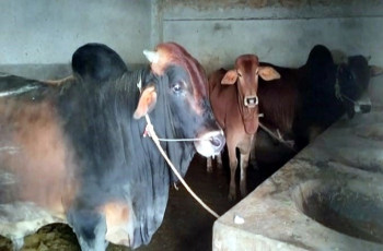 গাংনীতে বলদ ফেলে গাভী নিয়ে পালালো চোরের দল