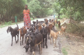 গাংনীতে ছাগল পালন করে এখন অনেকেই স্বাবলম্বী