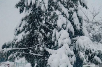 আফগানিস্তানে ভারী তুষারপাত, নিহত ১৫