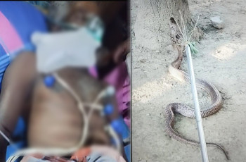 মেহেরপুরে সাপের কামড়ে কৃষকের মৃত্যু