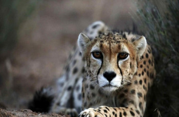 ইরানে আশার আলো ছড়াচ্ছে এশীয় চিতা