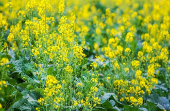 চীনে নতুন জাতের সরিষায় দ্বিগুণ উৎপাদনের সম্ভাবনা