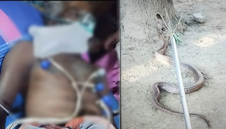 মেহেরপুরে সাপের কামড়ে কৃষকের মৃত্যু