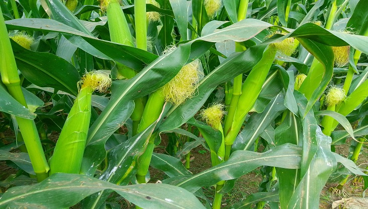 মেহেরপুরে এবার লক্ষ্যমাত্রার চেয়ে অধিক ভুট্টাচাষ