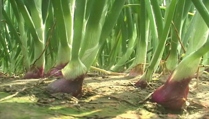 মেহেরপুরে সুখসাগর পেঁয়াজে আশার আলো দেখছে চাষী
