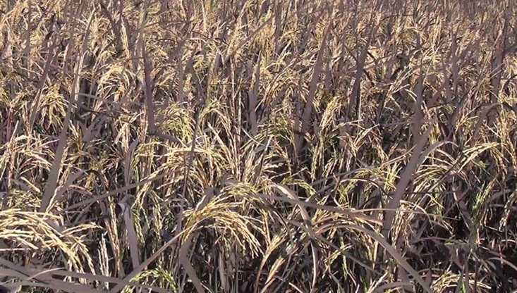 ব্ল্যাক রাইস চাষে বাড়ছে আগ্রহ