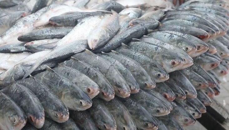 ইলিশ ধরায় নিষেধাজ্ঞা শেষ হচ্ছে মধ্যরাতে