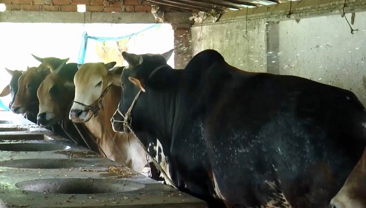 মেহেরপুরের গাংনীর রাইপুর; ঘরে ঘরে গরুর খামার